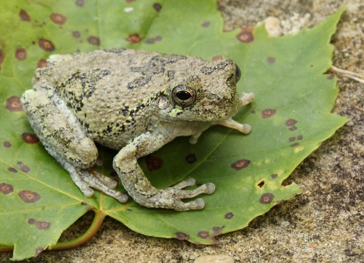 Gray Treefrog